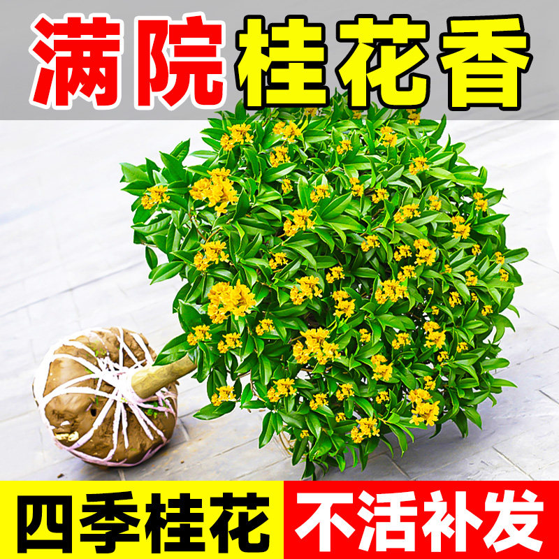 桂花树苗四季桂盆栽可食用开花不断室内阳台植物花卉室外好养易活图片