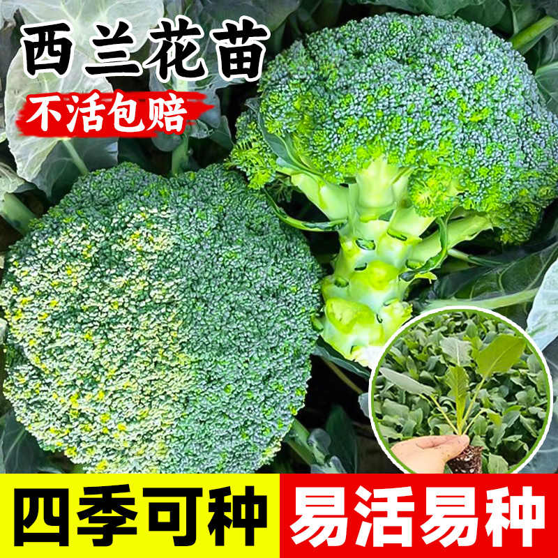西兰花苗花菜苗白花菜苗