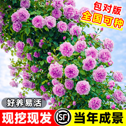 蔷薇花苗藤本月季特大花苗庭院藤曼植物多季开花玫瑰爬藤植物爬墙