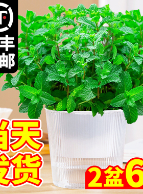 柠檬薄荷盆栽可食用迷迭香薄荷叶苗驱蚊草水培好养花卉室内绿植物