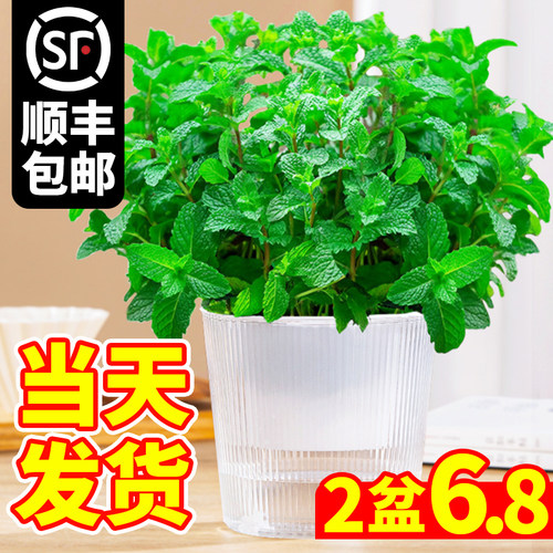 柠檬薄荷盆栽可食用迷迭香