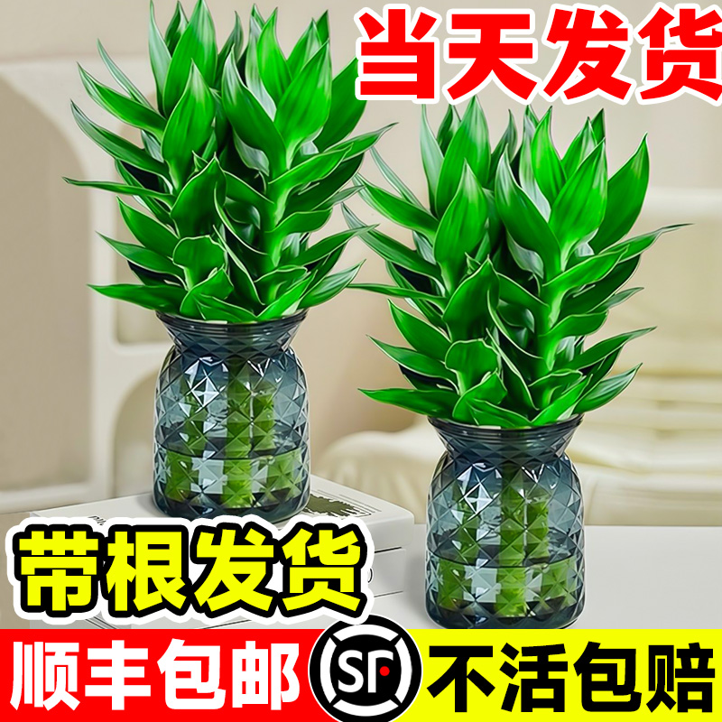 观音竹富贵水培植物带根花