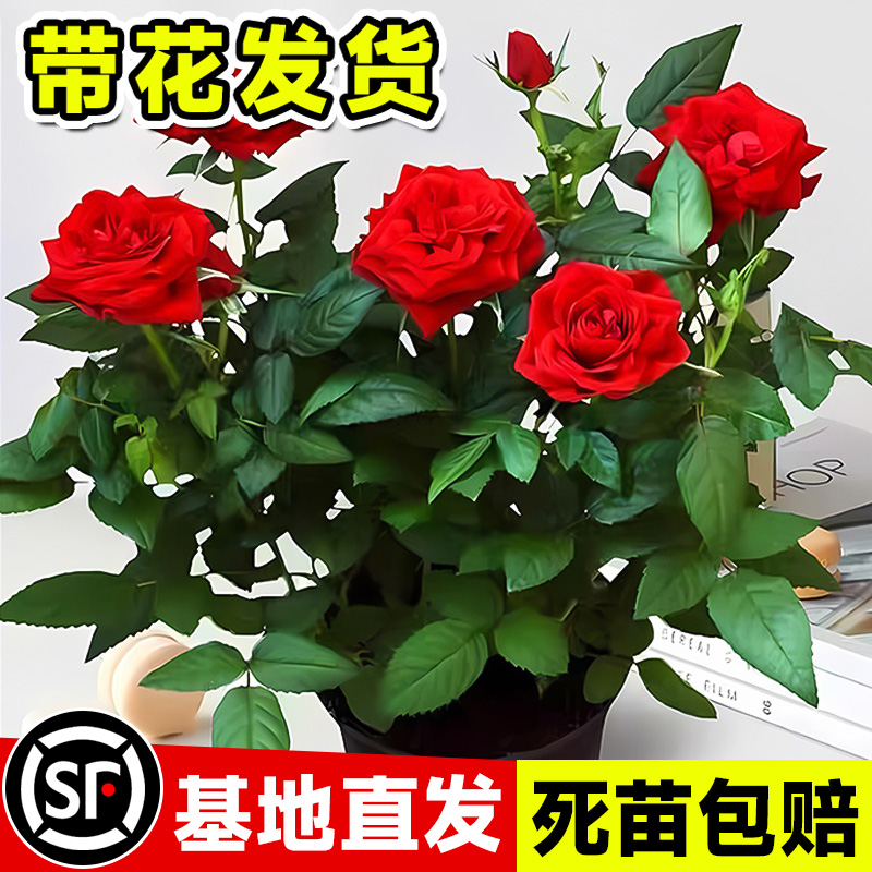 红玫瑰盆栽带花苞蔷薇月季花苗