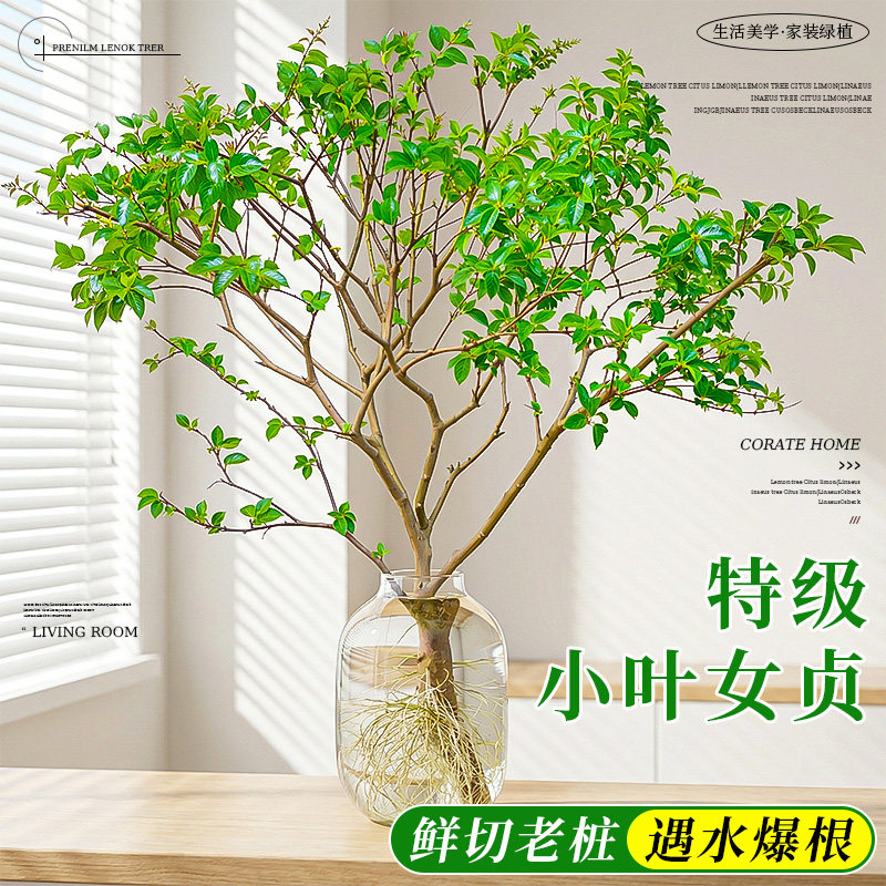 水培小叶女贞造型树丁香老桩室内好养客厅桌面旺宅高级感四季常青,鲜花速递/花卉仿真/绿植园艺,红掌/凤梨/温室花卉,淘宝优惠券,粉丝福利购,淘宝优惠卷