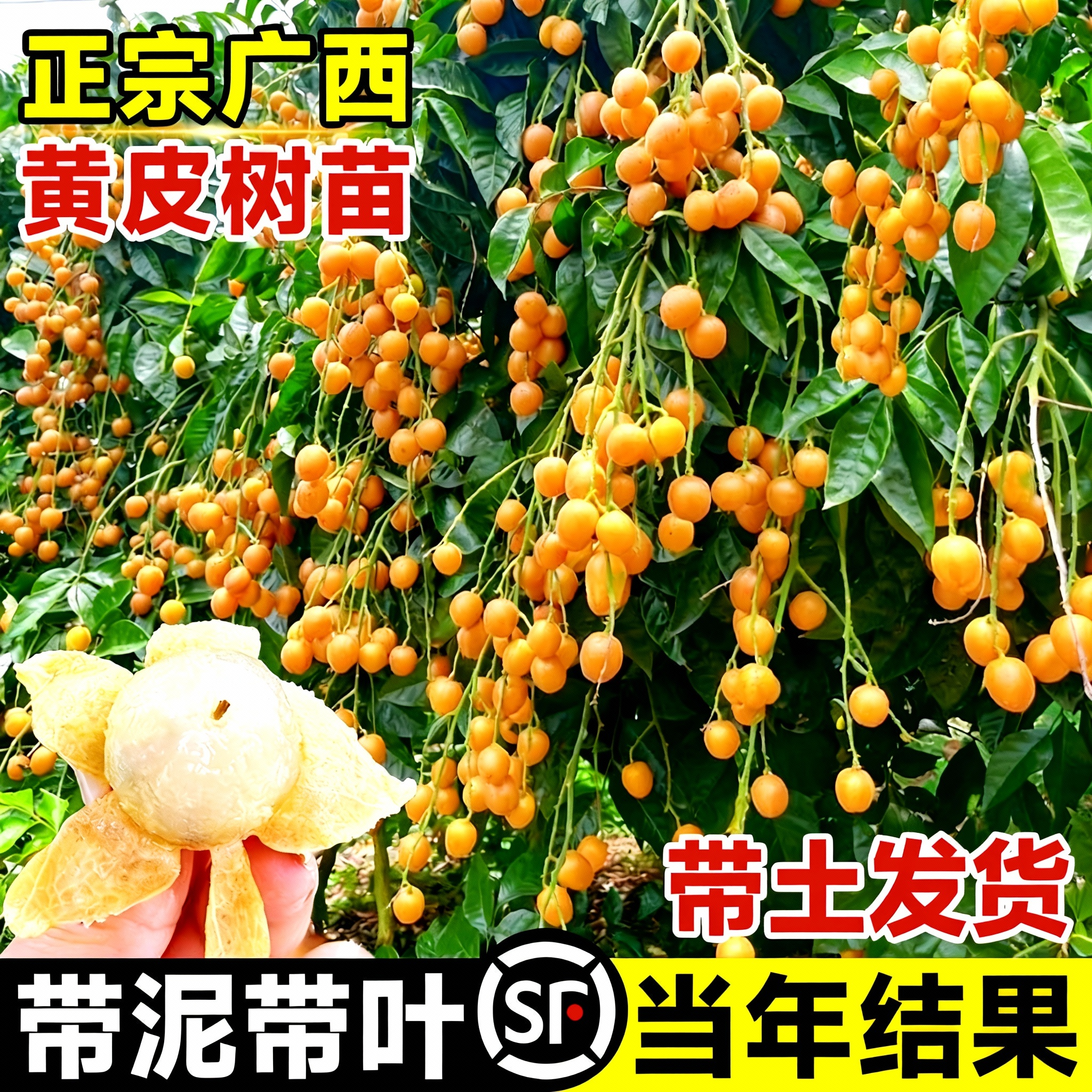 广西鸡心黄皮果树果苗纯甜正宗大苗带土带叶种植南方盆栽庭院地栽