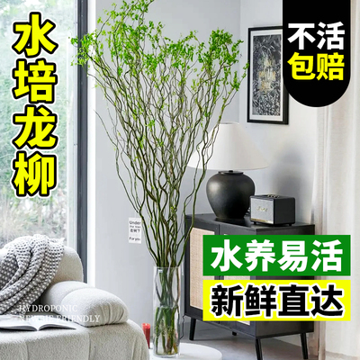 水培植物龙柳鲜枝切花水养绿植