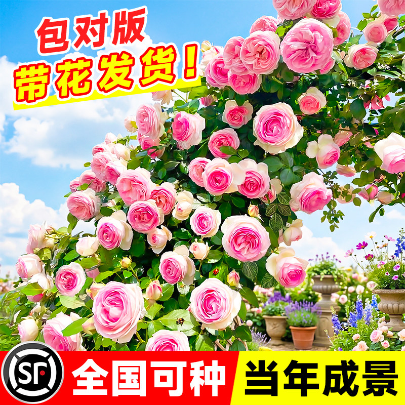 蔷薇花苗爬藤月季庭院阳台藤蔓植物龙沙宝石大花玫瑰爬墙藤本月季