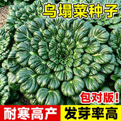 乌塌菜种子黑心乌菜小八叶黑塌菜耐寒高产阳台盆栽秋冬季蔬菜种子