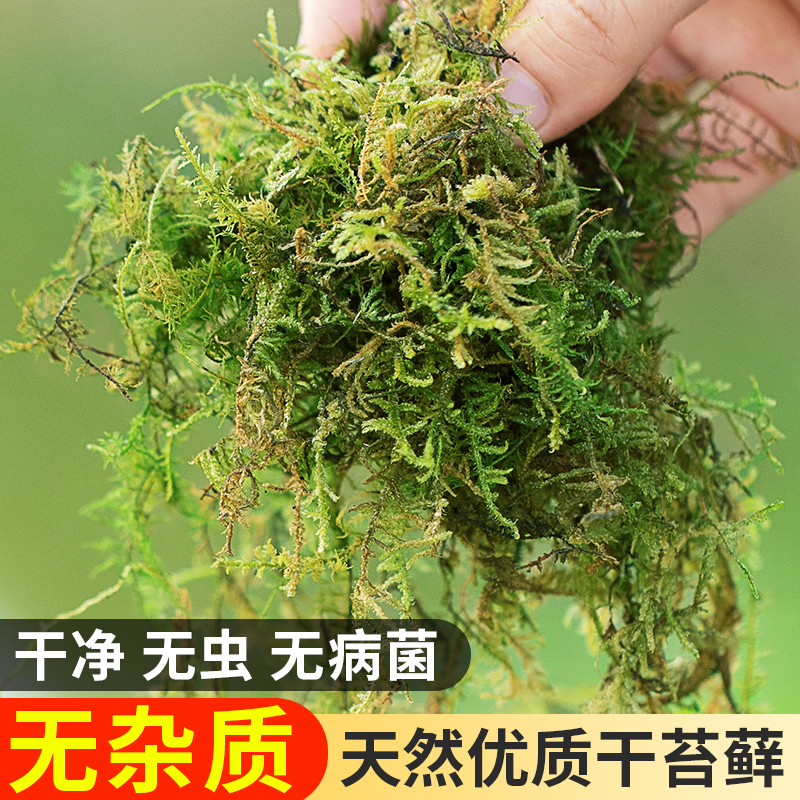 干苔藓水苔纯天然青苔兰花蝴蝶兰