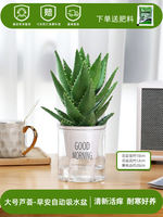 Aloe vera potted plants can remove odors and purify the air indoors. Flowers, green plants, office cacti and succulents are easy to grow throughout the four seasons thumbnail 7