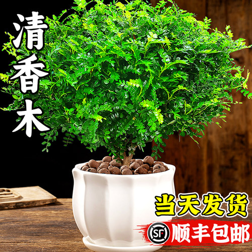 美耐佳正宗清香胡椒木绿植