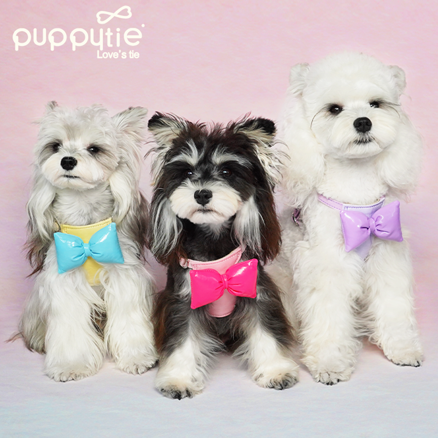 Puppytie宠物胸背带狗狗牵引绳小型犬可调节可爱外出遛狗绳子狗链