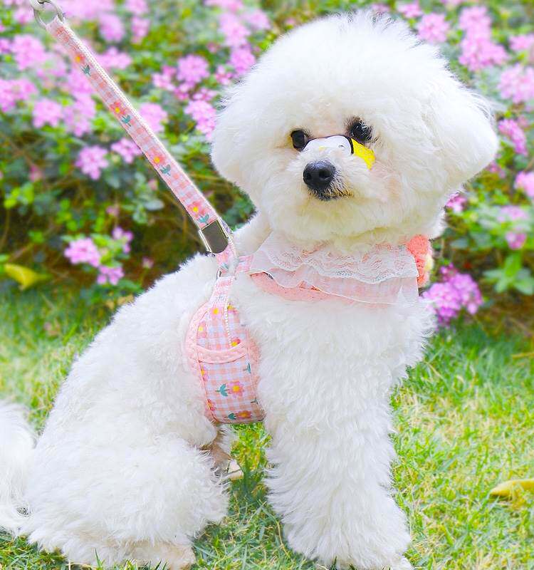 狗狗牵引绳遛狗链子小型犬网红宠物胸背带泰迪博美比熊小狗牵狗绳