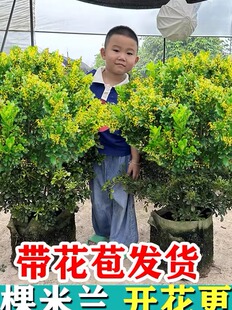 米兰花盆栽树苗带花苞办公室内桌面客厅好养阳台浓香大绿植物花卉