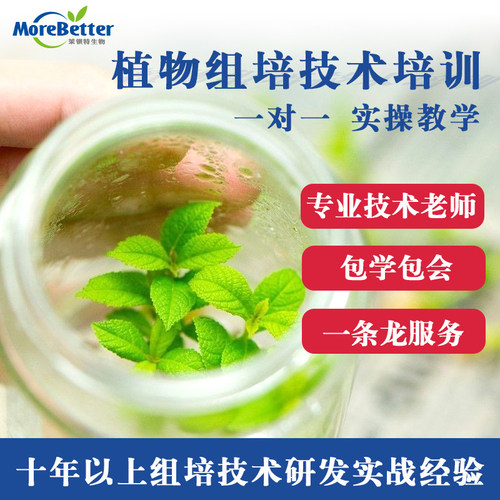 植物组织培养技术培训 实验室一对一培训 铁皮石斛 蓝莓 金线莲