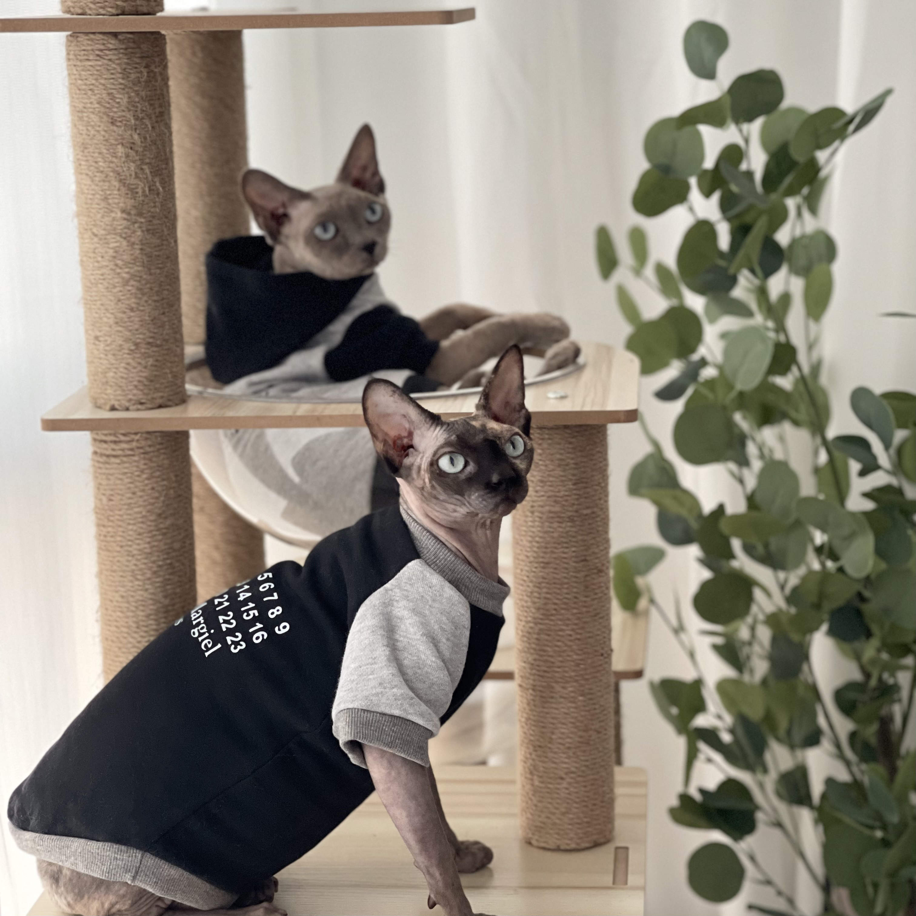 斯芬克斯衣橱无毛猫衣服冬季加绒