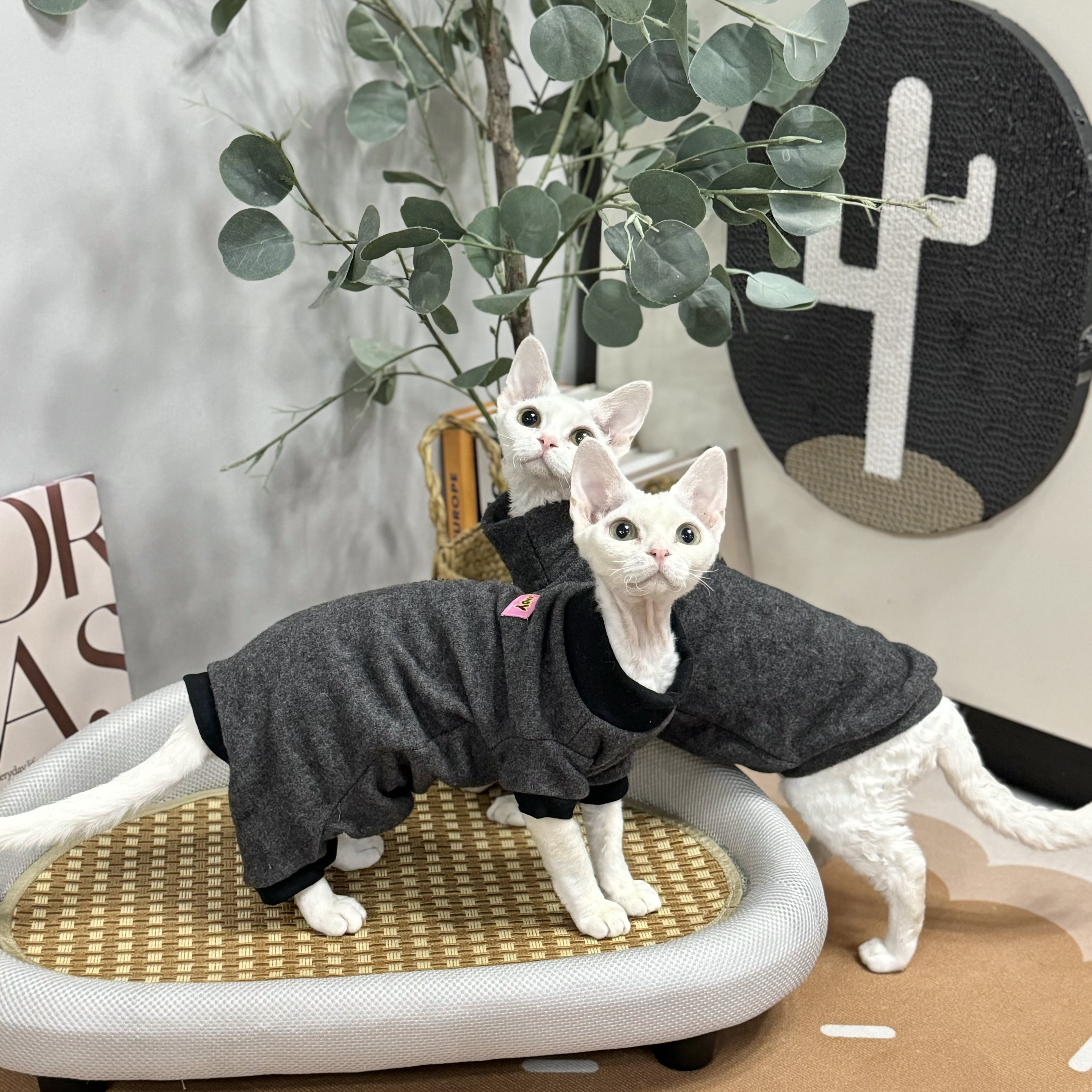 无毛猫衣服秋冬四脚护肚仿羊绒打底高领弹力保暖柔软绒德文毛衣服,宠物/宠物食品及用品,猫宠物服装/雨衣（新）,淘宝优惠券,粉丝福利购,淘宝优惠卷