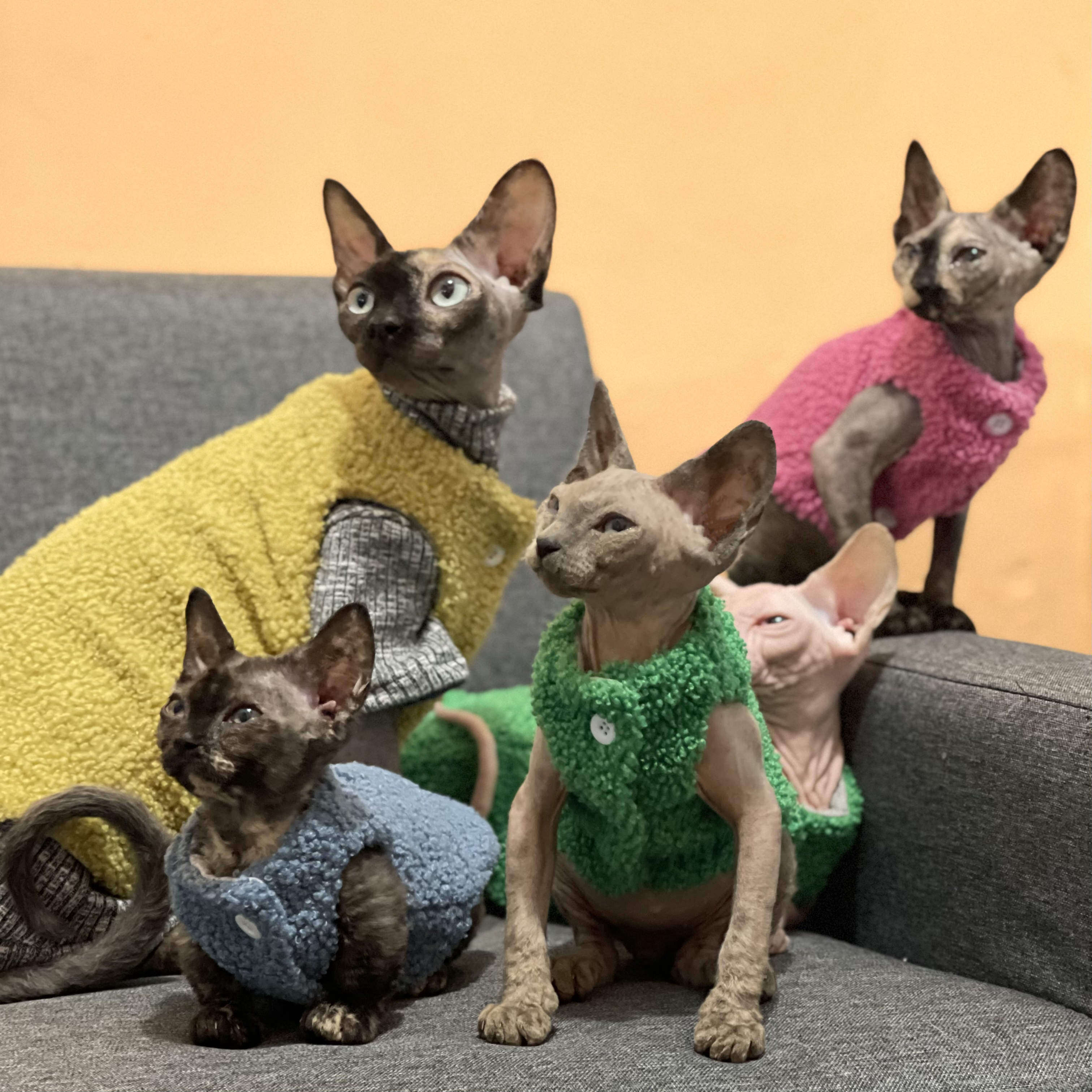 斯芬克斯无毛猫猫衣服马甲德文图片