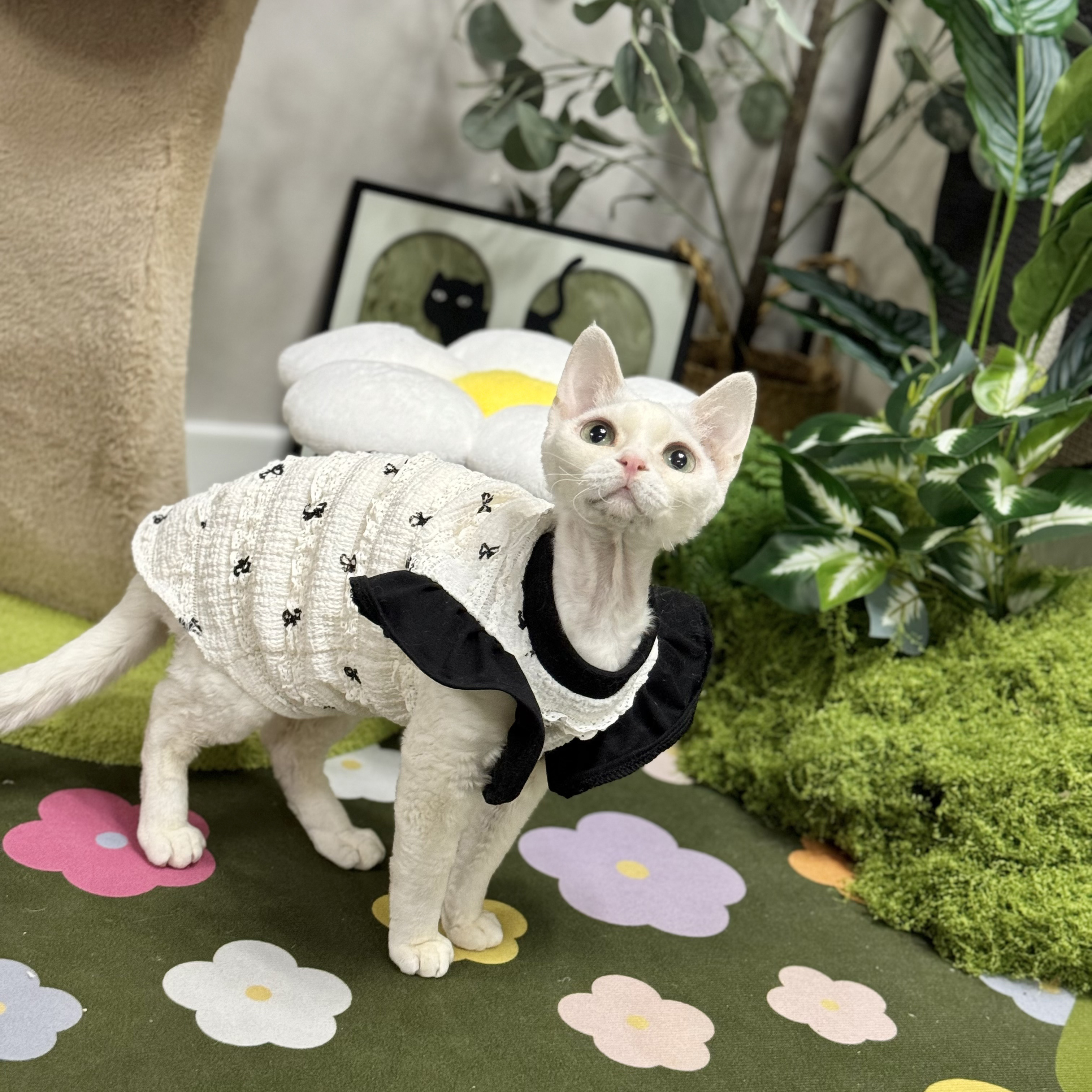德文猫衣服可爱裙子夏季薄款透气