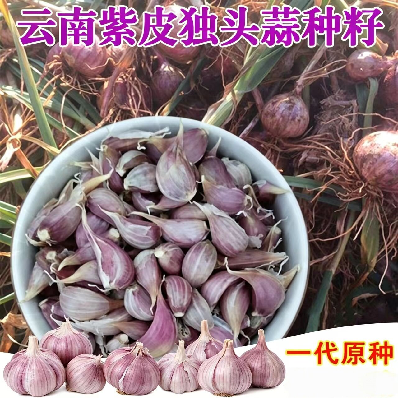 独蒜种种子蒜种云南紫皮独头蒜独子蒜一代原种三丫蒜籽可种可吃