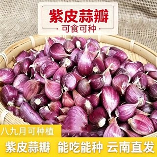 云南正宗早熟紫皮大蒜种子新鲜红皮香蒜出蒜苔红根蒜苗二水早