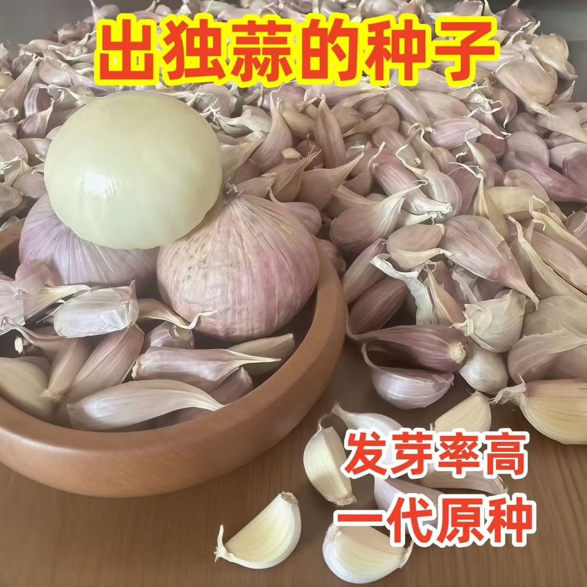 四川彭县独头蒜种子紫皮独蒜种红皮独子蒜正宗川蒜种独头大蒜可栽