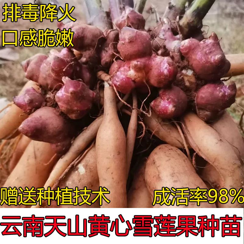 雪莲果种雪莲果种苗黄心雪莲果种植包邮现挖现发高成活率新鲜正宗