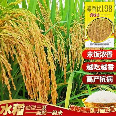 原装正品野香青泰香优198水稻种子双国审一级香稻产量高饭好吃香