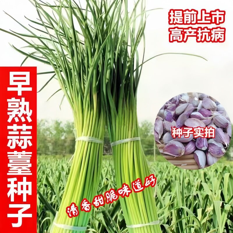 新鲜云南大理紫皮大蒜蒜瓣种批发大蒜干蒜紫皮红皮可吃可种多瓣蒜
