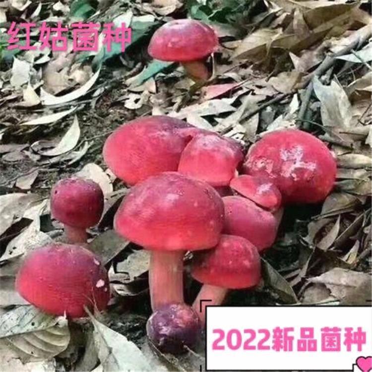 红蘑菇菌种菌包红椎大月