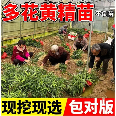 新鲜黄精种植苗老虎姜种芽现挖鸡头多花中药材盆栽可食用不倒苗种
