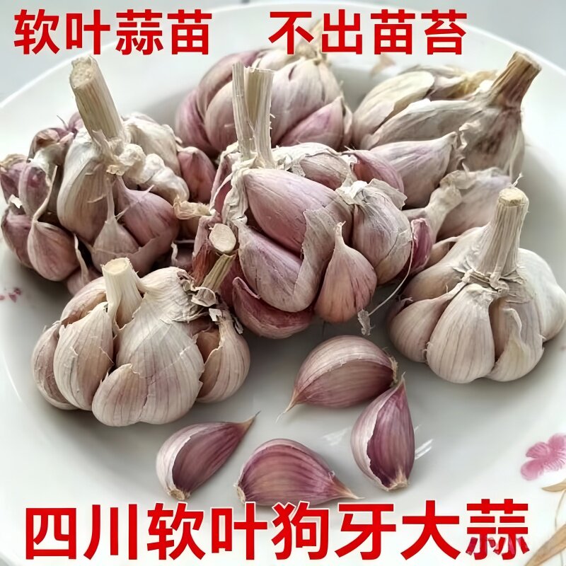 四川狗牙紫皮蒜瓣软叶无苔散装
