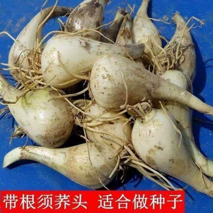 农家自留教头叫头荞头新鲜现挖带根藠头茭头种湖南地道泡菜原材料