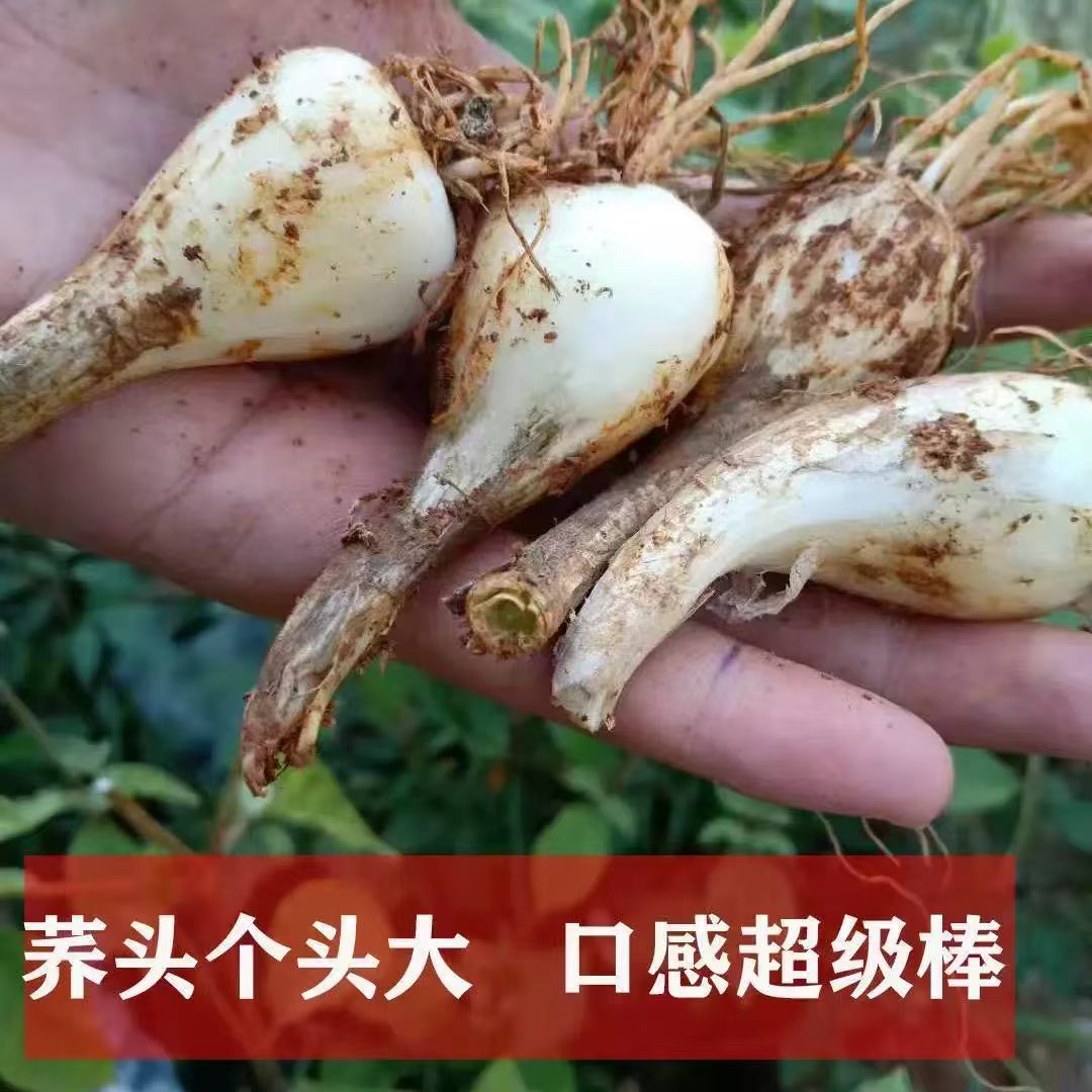 可种带根带须便宜实惠江西农家荞头种子新鲜现挖当季蔬菜种苗
