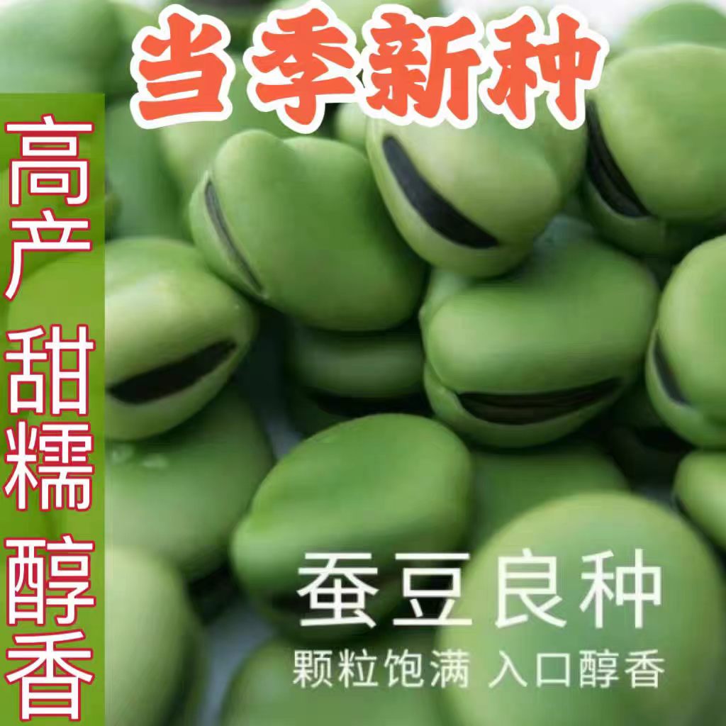 蔬菜种子大全高产早熟耐寒七星绿宝蚕豆大粒罗汉豆种籽春秋播种
