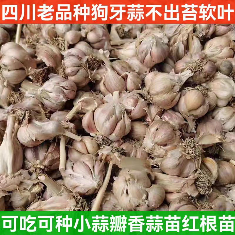 四川狗牙蒜种不出苔高发芽