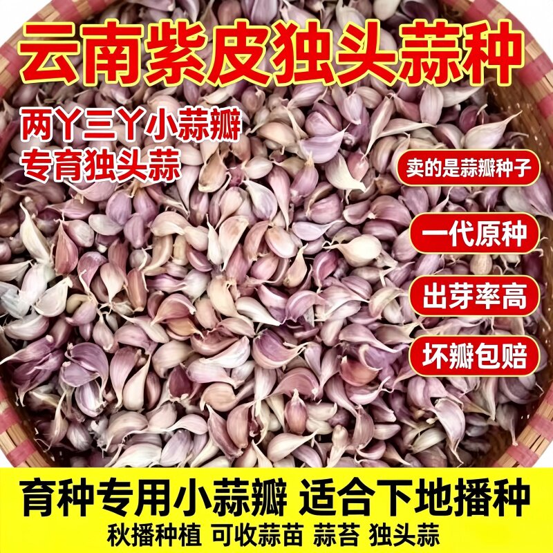 2026紫皮独头蒜种子小蒜瓣独蒜红皮种蒜籽红皮蒜头种大蒜可种可食