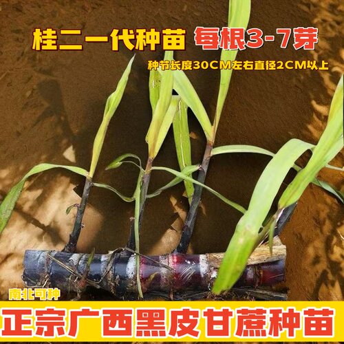 广西黑皮甘蔗苗黄皮甘蔗种苗