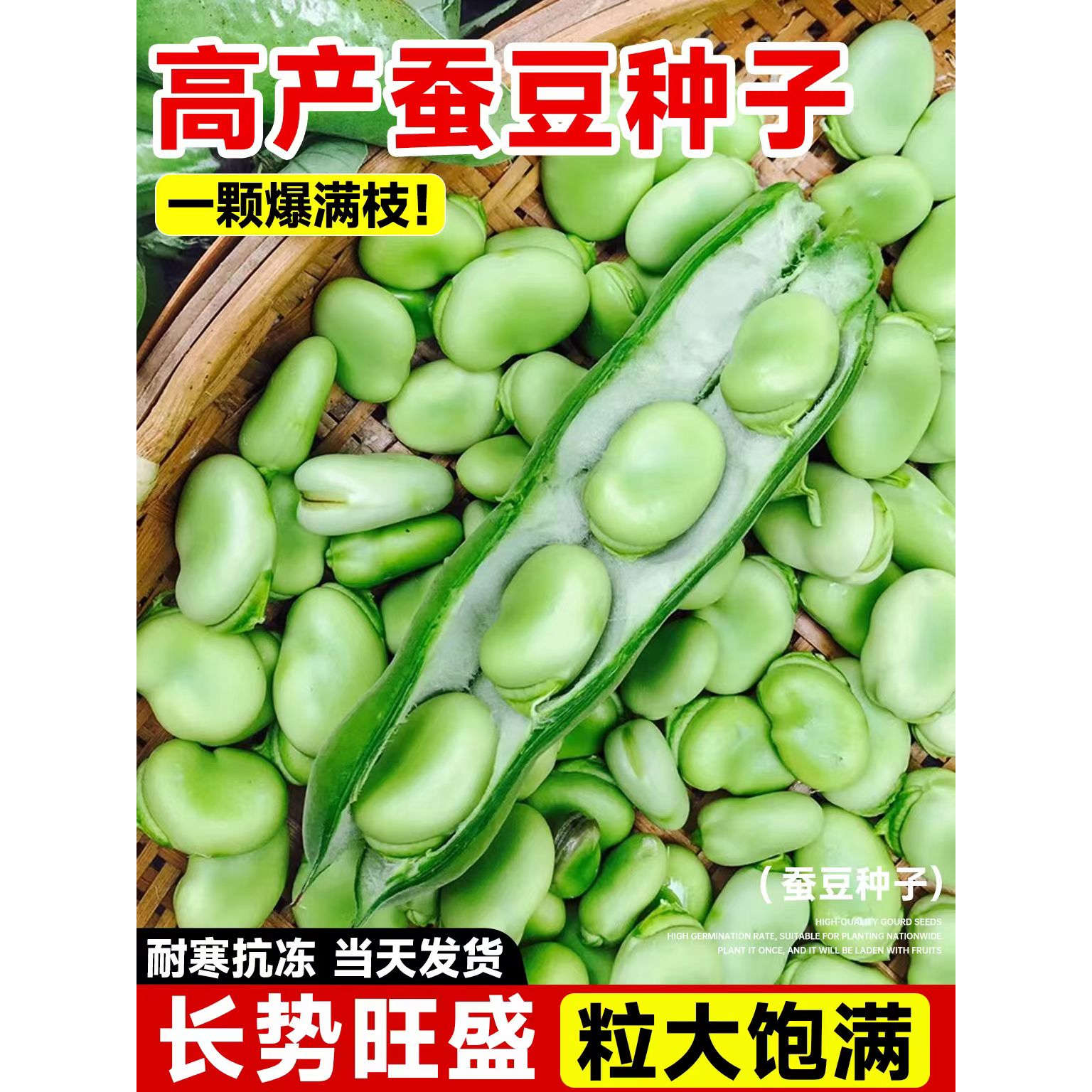 蚕豆种子大粒高产可食罗汉豆杂粮种子盆栽南方北方四季可播种子