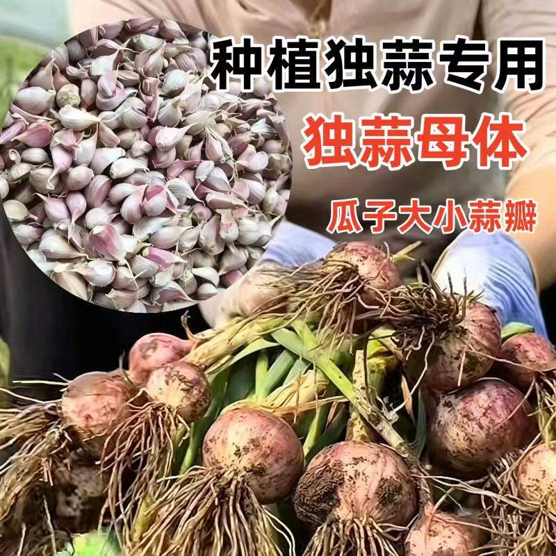 一代原种母本一代独子蒜种独米蒜小蒜子紫皮蒜蒜栽籽独头蒜小蒜