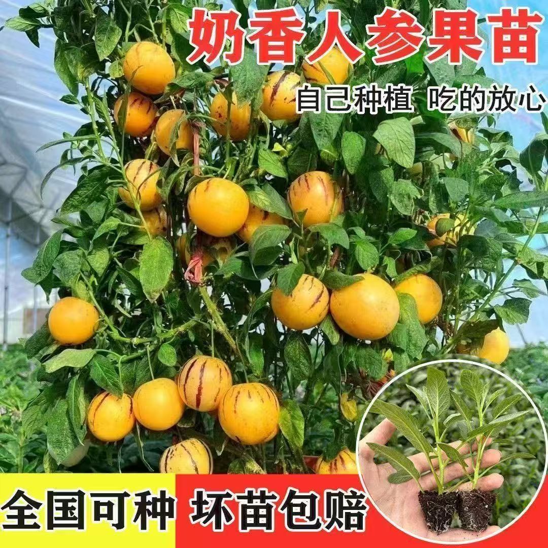 清甜奶香人参果苗秧果汁圆果人参果长寿果种子原土原岔四季带土盆