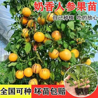 清甜奶香人参果苗秧果汁圆果人参果长寿果种子原土原岔四季带土盆