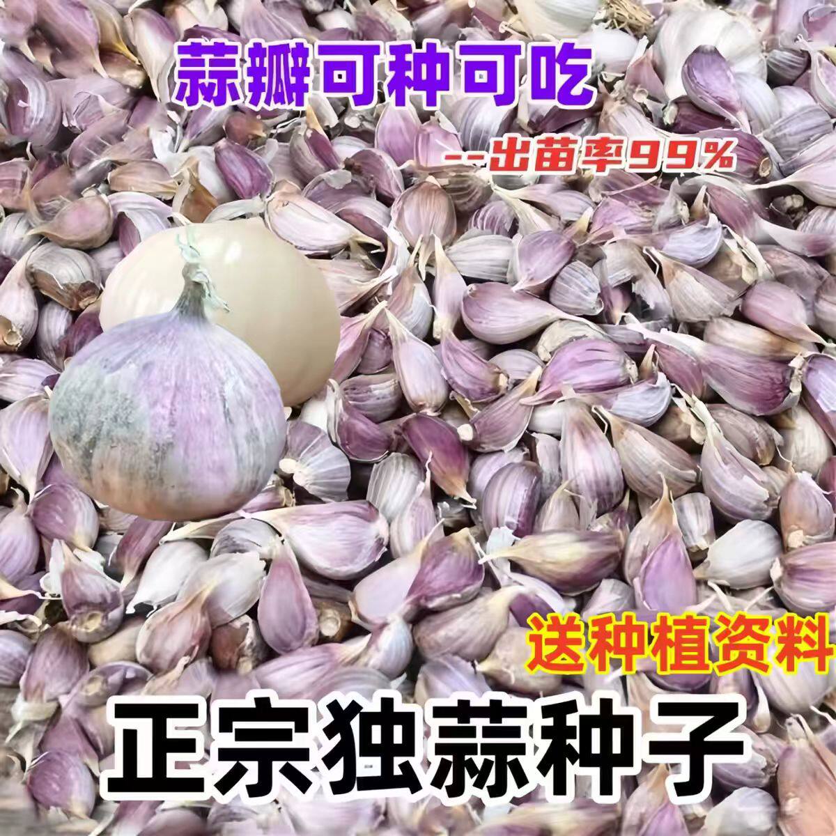 彭州四川独头蒜小籽崽子专用独子蒜独米蒜农家养殖可吃红皮小蒜瓣