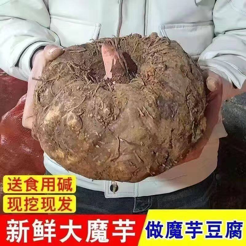 魔芋新鲜现挖大果现发大魔芋农家自种魔芋豆腐制作原材料豆腐魔芋