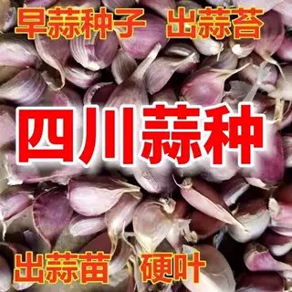 四川正宗特早红皮大蒜种子新鲜紫皮香蒜出蒜苔红根蒜苗二水早