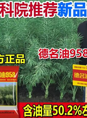 德名油958耐寒高产抗倒伏油菜籽