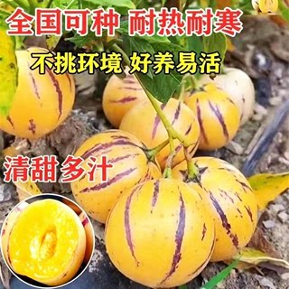 清甜正宗人参果苗秧带土球当年结果南北方人生果树苗黄心大果高产