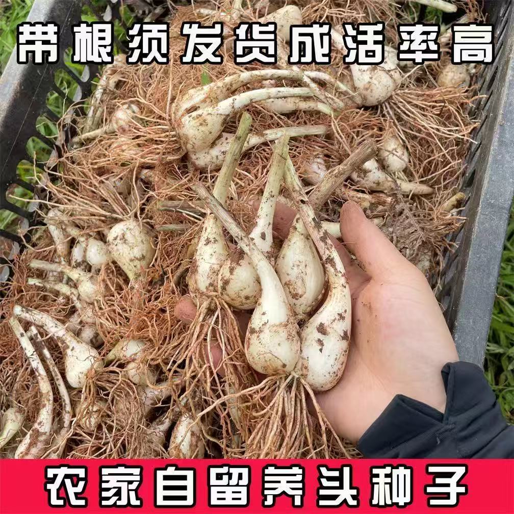 农家酸甜芥头茱头食用四季种苗江西荞头现挖新鲜种植正宗叫头种子