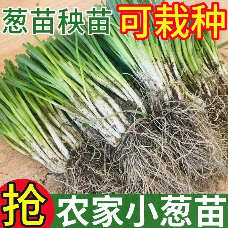江苏四季小葱带根现挖阳台大田