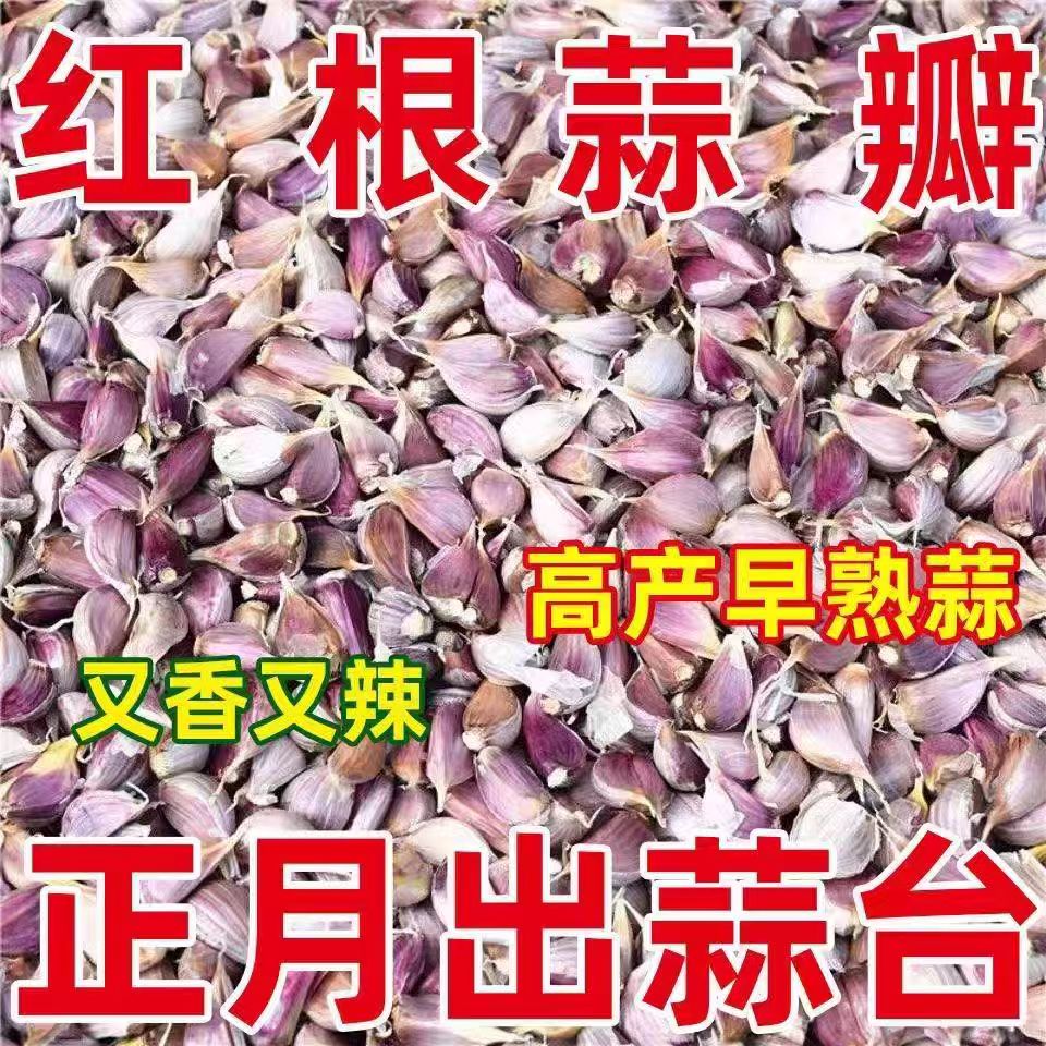 早蒜苔种子早熟特早二月特早抽苔大蒜种四川紫皮小香蒜硬叶蒜45天